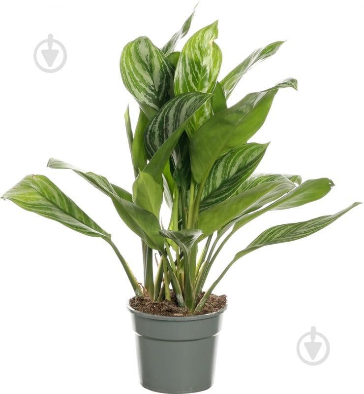 Растение комнатное Аглоонема 17/55 - фото 1
