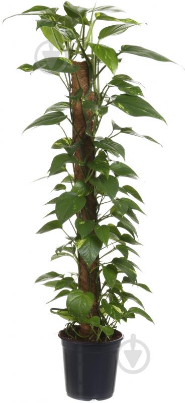 Растение комнатное Сциндапсус - фото 1