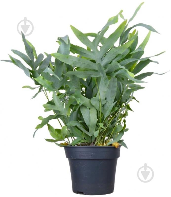 Растение комнатное Флебодиум 17/55 - фото 1 Растение комнатное Флебодиум 17/55 - фото 1