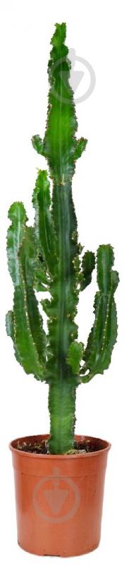 Растение Еуфорбія 24/100 - фото 1