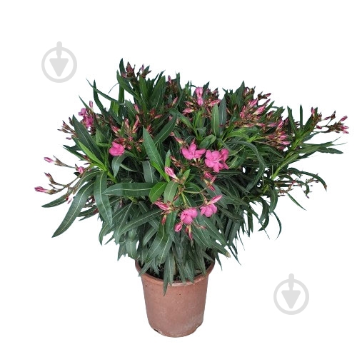Растение Нериум Олеандр 25/100 - фото 1