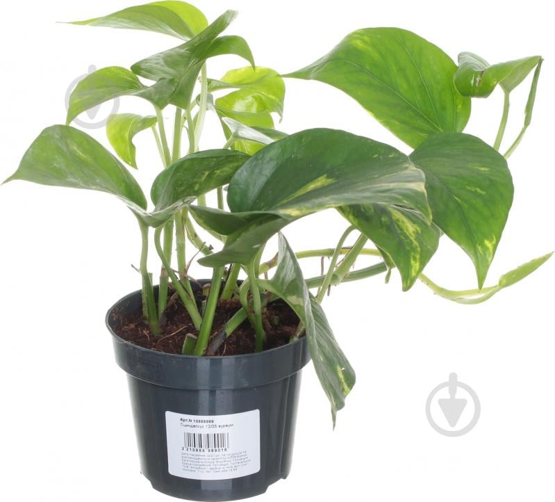 Растение Сциндапсус 12/25 ауреум - фото 2