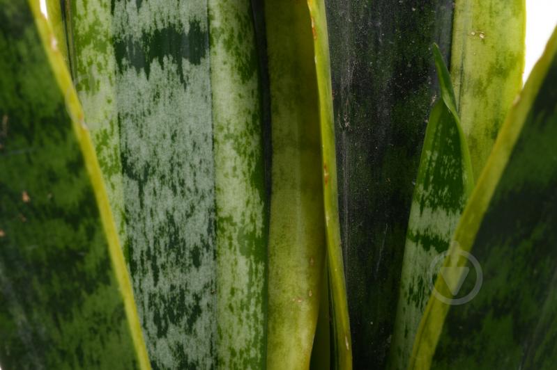 Растение Сансевиерия d15 - фото 2 Растение Сансевиерия d15 - фото 2