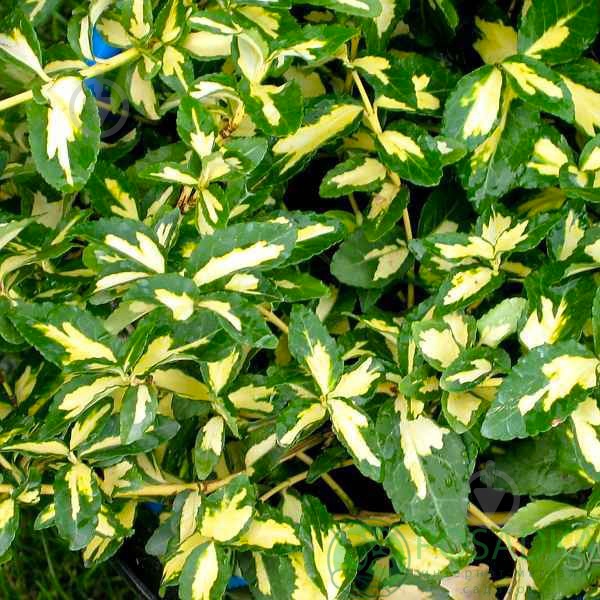 Растение Бересклет Форчуна 'Sunspot' (С3) - фото 2