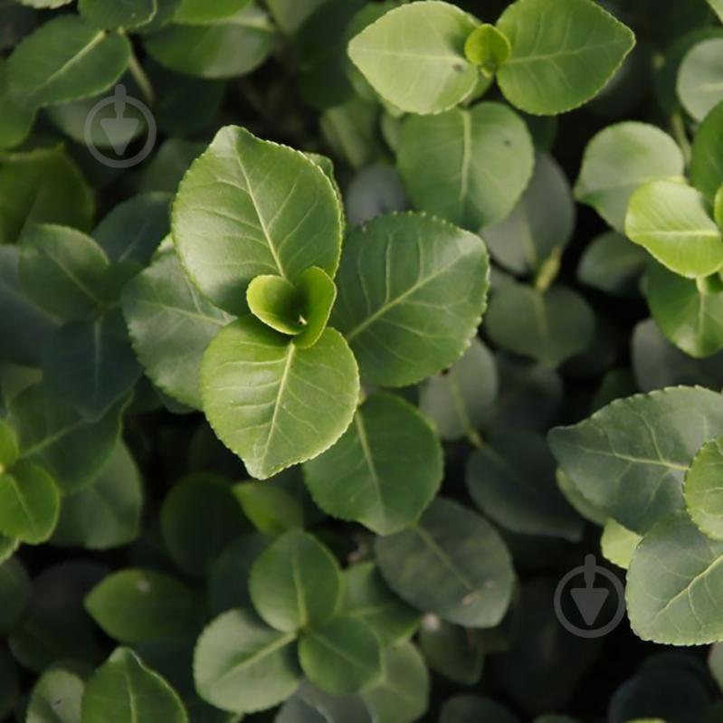 Растение Бересклет Форчуна 'Vegetus' (Р9) - фото 2 Растение Бересклет Форчуна 'Vegetus' (Р9) - фото 2