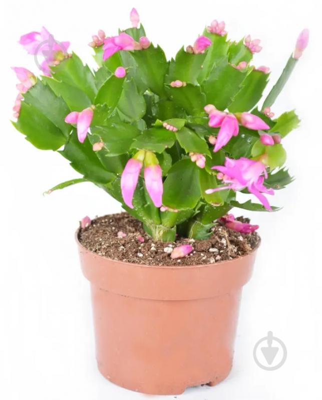 Растение Шлюмбергера 9/18 - фото 1 Растение Шлюмбергера 9/18 - фото 1