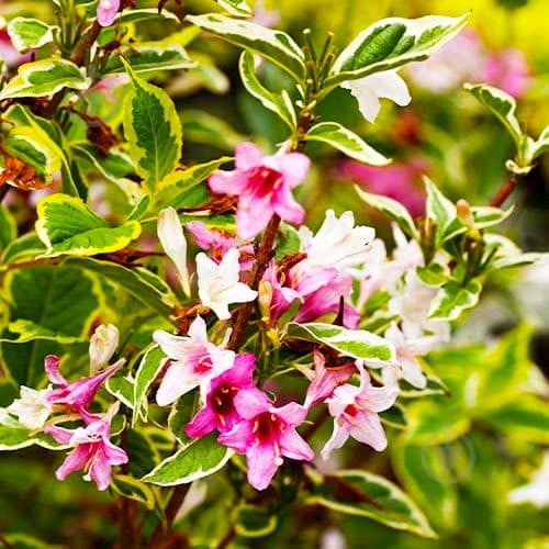 Рослина Вейгела квітуча Nana Variegata (Р9) - фото 1 Рослина Вейгела квітуча Nana Variegata (Р9) - фото 1