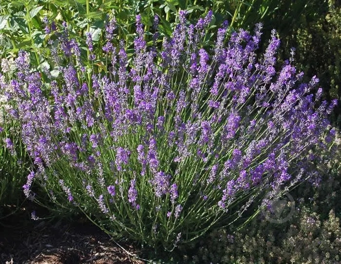 Растение Лаванда узколистная Dwarf Blue (Р9) - фото 1 Растение Лаванда узколистная Dwarf Blue (Р9) - фото 1