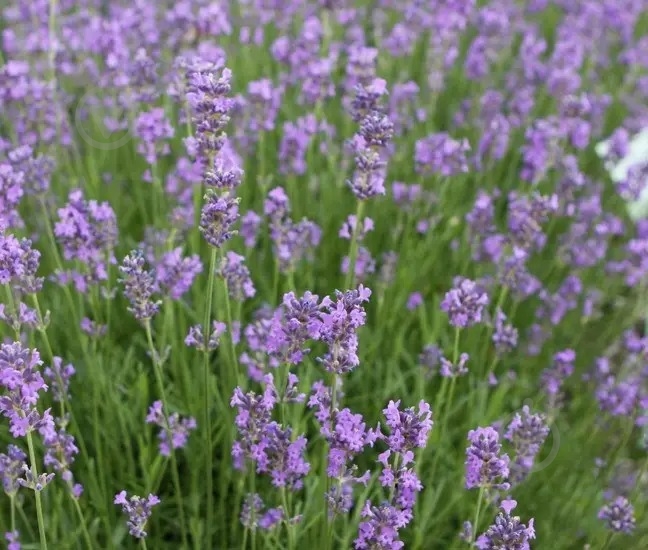Растение Лаванда узколистная Dwarf Blue (Р9) - фото 2 Растение Лаванда узколистная Dwarf Blue (Р9) - фото 2