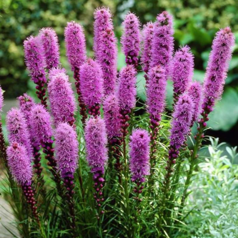 Растение Лиатрис колосовый Floristan Violet (С1) - фото 1