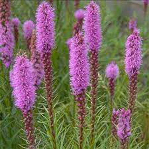Растение Лиатрис колосовый Floristan Violet (С1) - фото 2