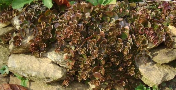 Растение Очиток Coral Reef (Р9) - фото 2
