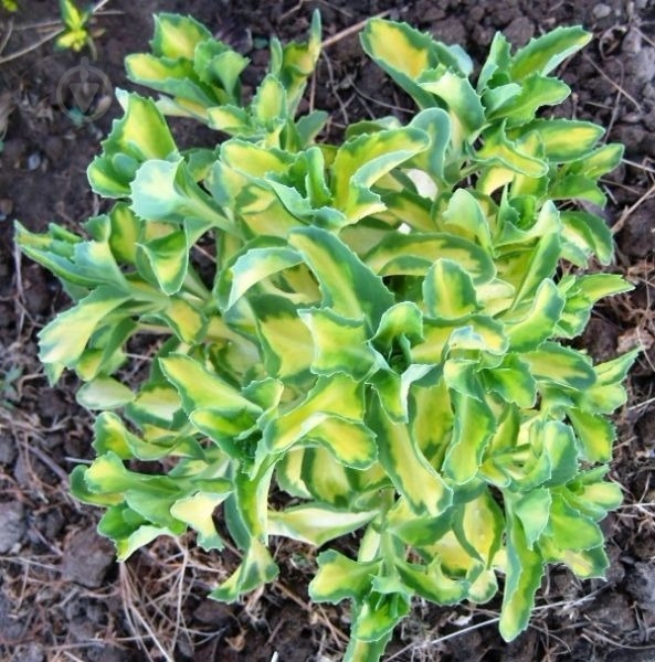 Рослина Очиток видний Variegata (С2) - фото 1