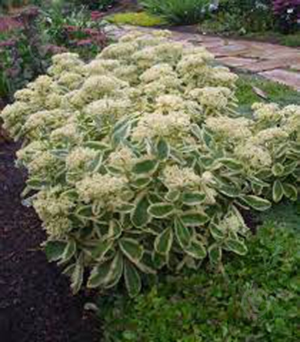 Рослина Очиток видний Variegata (С2) - фото 2