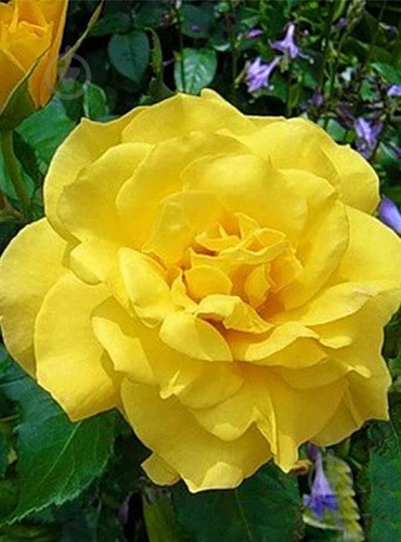 ᐉ Растение Роза Солнечная Вертикаль (СМ18,5Н30-60) • Купить в Киеве ...