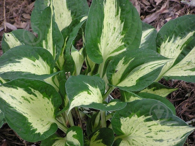 Растение Хоста 'Revolution' (С2) - фото 4 Растение Хоста 'Revolution' (С2) - фото 4