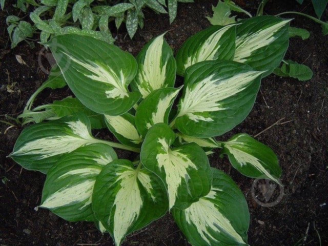 Растение Хоста 'Revolution' (С2) - фото 2 Растение Хоста 'Revolution' (С2) - фото 2