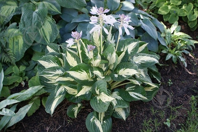 Растение Хоста 'Revolution' (С2) - фото 1 Растение Хоста 'Revolution' (С2) - фото 1