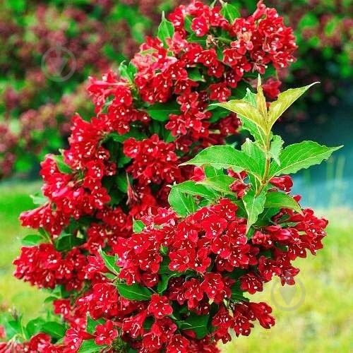 Растение Вейгела 'Red Prince' (С3) - фото 1 Растение Вейгела 'Red Prince' (С3) - фото 1