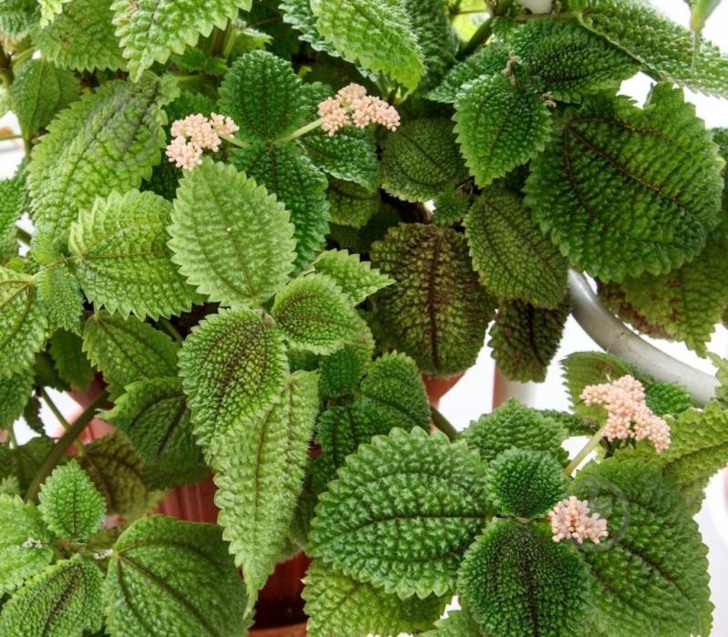 Рослина Пілея d23 - фото 1 Рослина Пілея d23 - фото 1