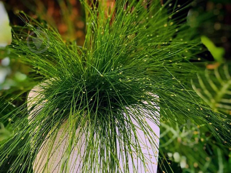 Рослина Ізолепіс d10 - фото 2 Рослина Ізолепіс d10 - фото 2