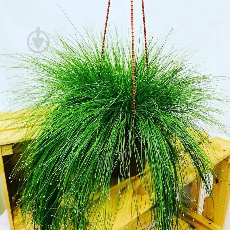 Рослина Ізолепіс d10 - фото 1 Рослина Ізолепіс d10 - фото 1