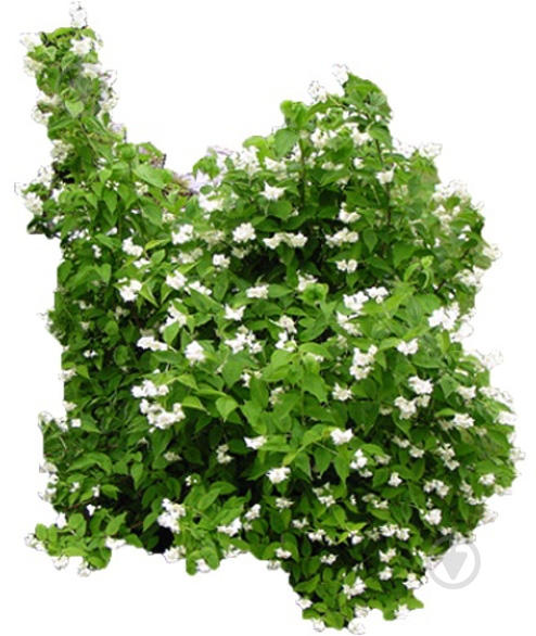 Саженец MegaPlant Чубушник венечный С10 - фото 2