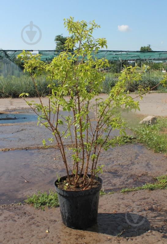 Саженец MegaPlant Чубушник венечный С10 - фото 3