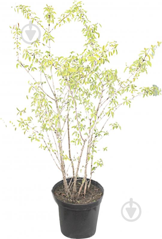 Саженец MegaPlant Чубушник венечный С10 - фото 1