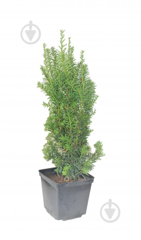 Саджанець MegaPlant Тис середній Hicksii 25-35 см С2 - фото 1 Саджанець MegaPlant Тис середній Hicksii 25-35 см С2 - фото 1