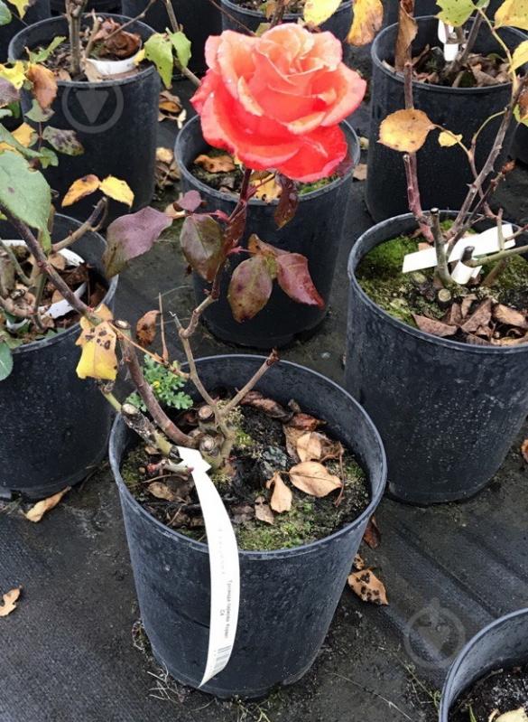 Роза парковая MegaPlant в ассортименте C4 - фото 3