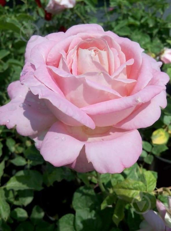 Роза парковая MegaPlant в ассортименте C4 - фото 4