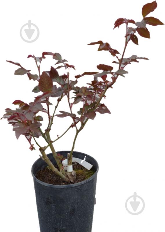 Роза парковая MegaPlant в ассортименте C4 - фото 1