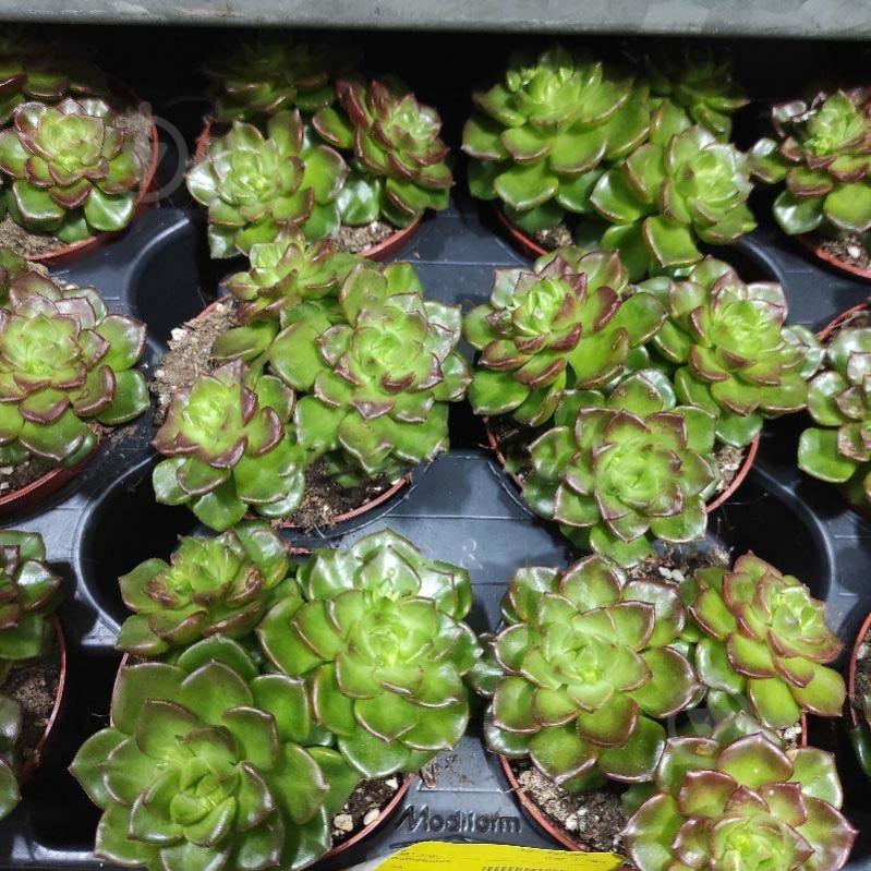 Растение Эхеверия 8х10 Multicaulus - фото 1