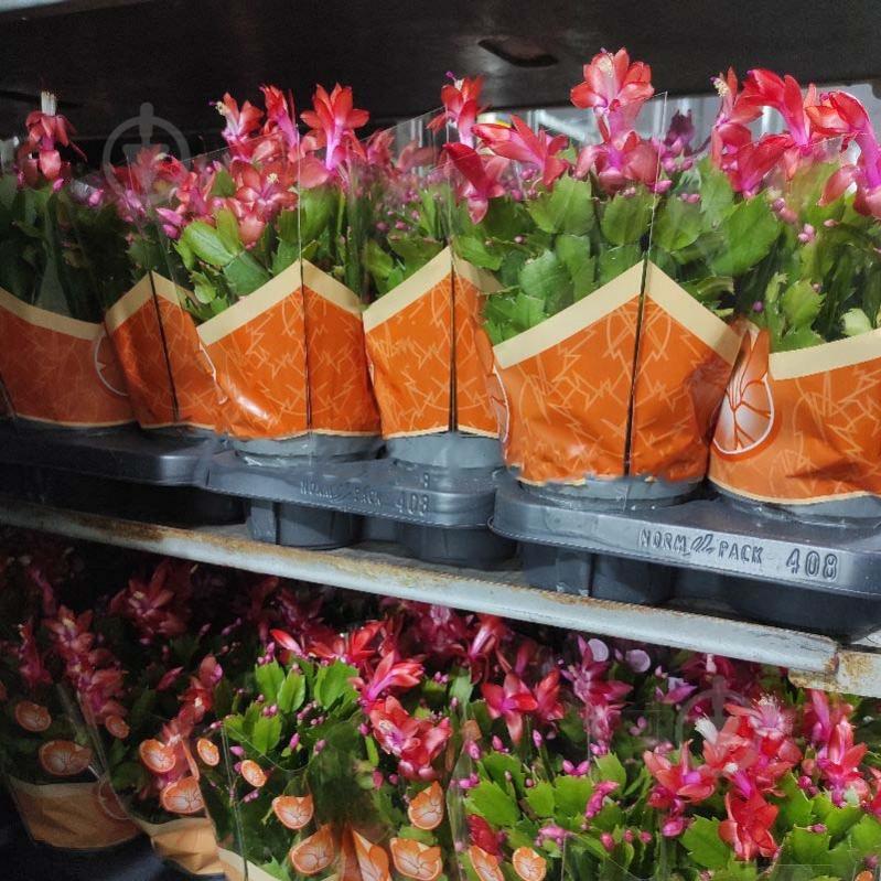 Растение Шлюмбергера 13х30 микс - фото 1