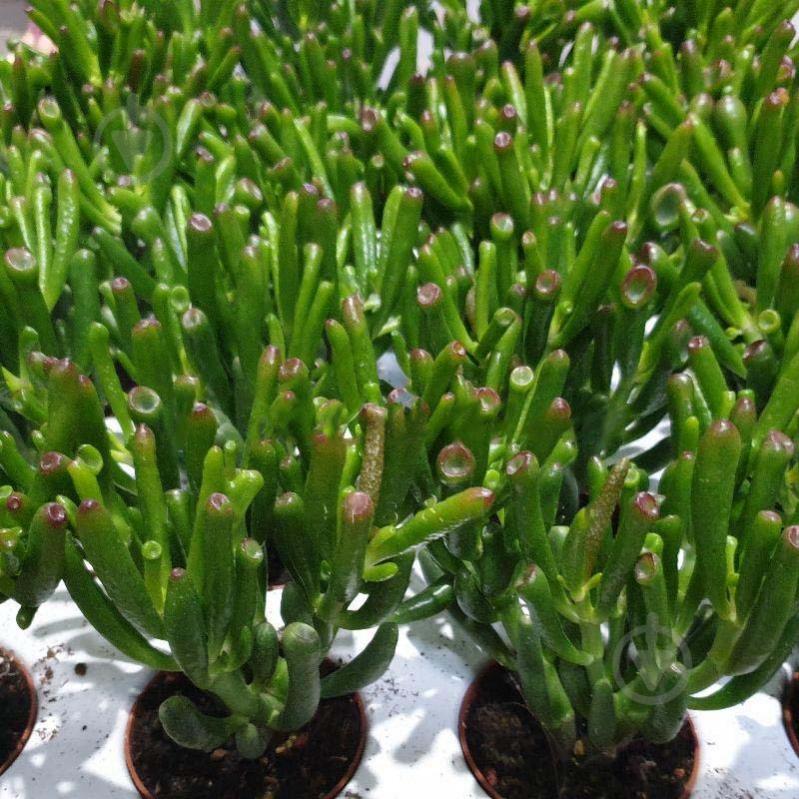 Растение Крассула 7х17 Hobbit - фото 1