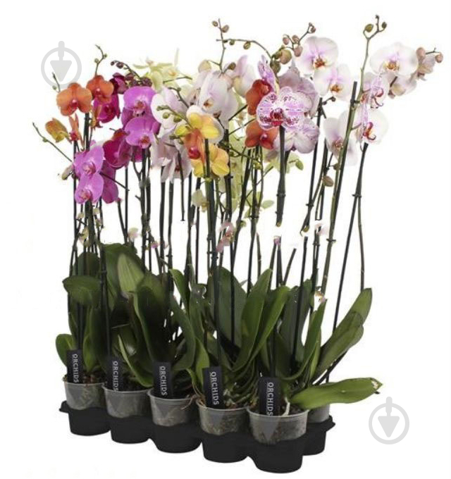 Растение Фаленопсис (орхидея) 12х80 1 ствол микс А2 (Ter Laak Orchids) - фото 1