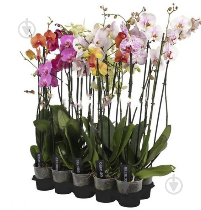 Рослина Фаленопсис (орхідея) 12х80 2 стовбури мікс А2 (Ter Laak Orchids) - фото 1