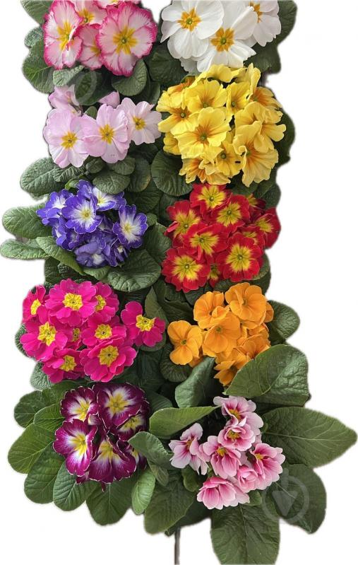 Растение комнатное Примула вульгарис - фото 1