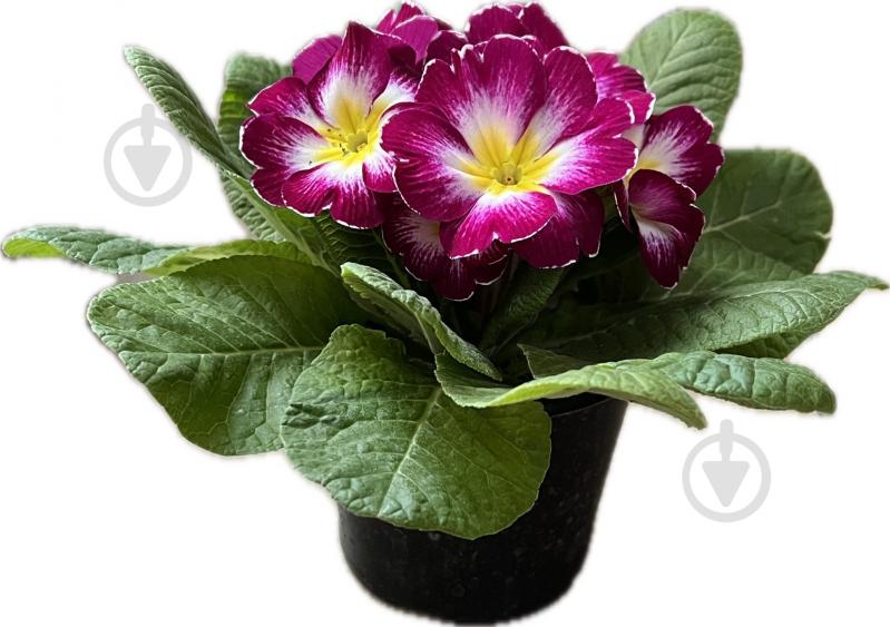 Растение комнатное Примула вульгарис - фото 3