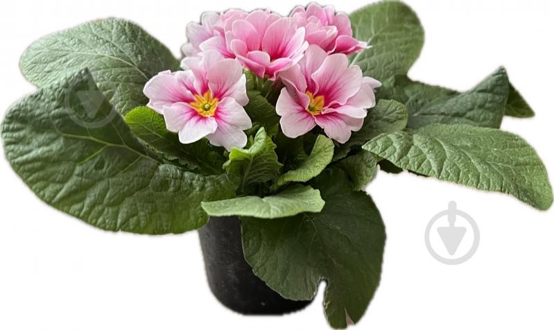 Растение комнатное Примула вульгарис - фото 5