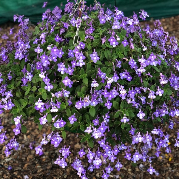 Растение Стрептокарпус 13х20 Saxorum - фото 3