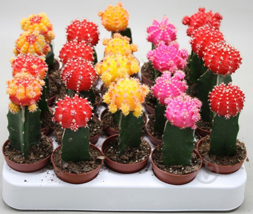 Растение Кактус 8х20 Gymnocalycium цветущий микс - фото 1