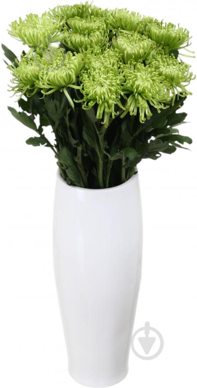 Хризантема Anastasia Green одноголовая спайдер зеленая (Нидерланды) - фото 3 Хризантема Anastasia Green одноголовая спайдер зеленая (Нидерланды) - фото 3