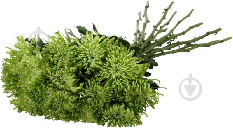 Хризантема Anastasia Green одноголовая спайдер зеленая (Нидерланды) - фото 5 Хризантема Anastasia Green одноголовая спайдер зеленая (Нидерланды) - фото 5