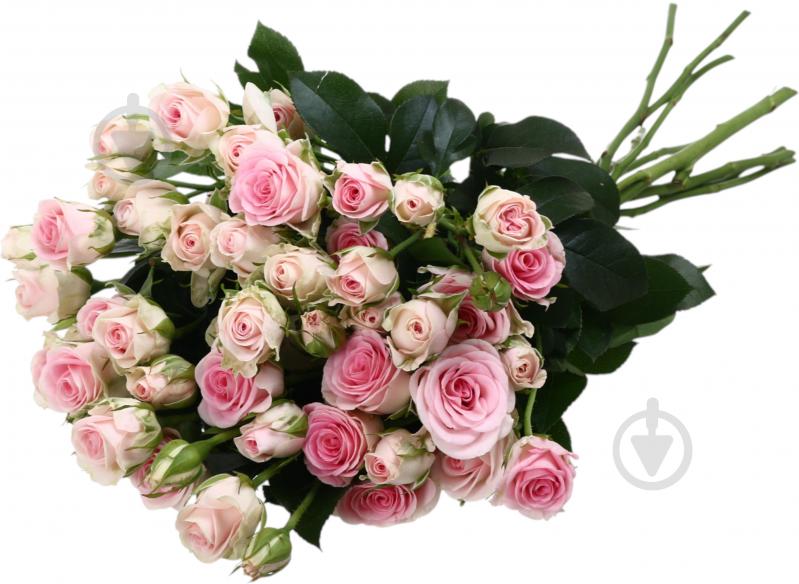 Троянда Гуд Муд пучок піоновидна 45 см рожева (Україна) - фото 5