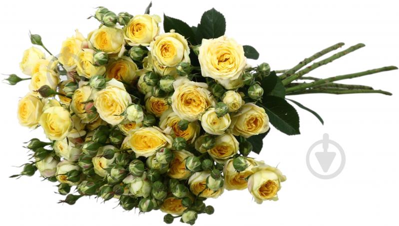 Троянда Лемон Трендсетер пучок піоновидна 50 см жовта (Україна) - фото 5