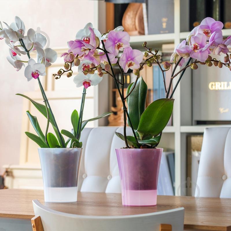 Вазон пластик Arte-Dea круглый лотос 2 л Santino (2017079) - фото 7 Вазон пластик Arte-Dea круглый лотос 2 л Santino (2017079) - фото 7