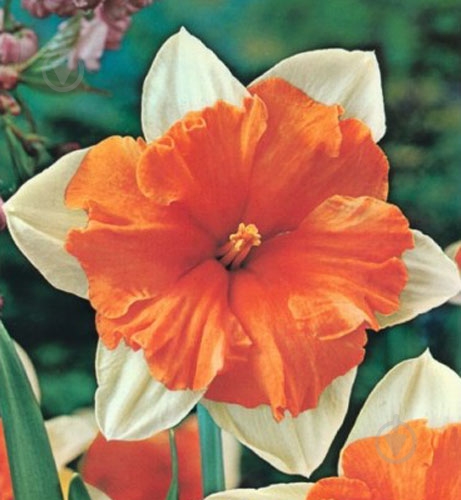 Цибулина Яскрава Нарцис подвійна корона Orangery 2 шт. - фото 2