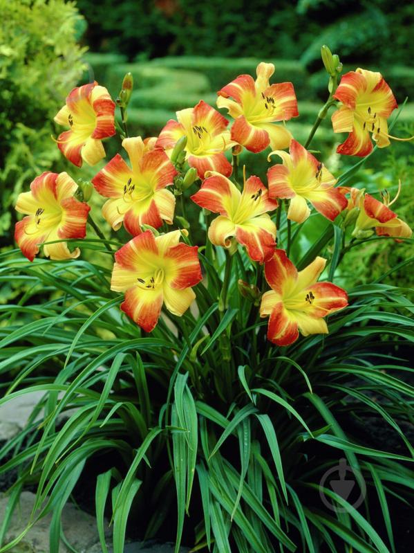 Кореневище лілійника Франс Халс 1 шт. - фото 1